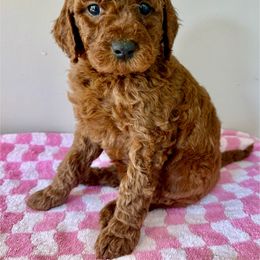 Yellow - Red female Irish Doodle puppy in Bloomfield, Iowa from Schooley Doodles