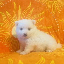 Black Collar Boy - White male American Eskimo Dog puppy in Squaw Valley, California from Bear Mountain