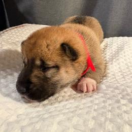 Red - Red female Shiba Inu puppy in Elizabeth, New Jersey from Shiba Inu Loving Care