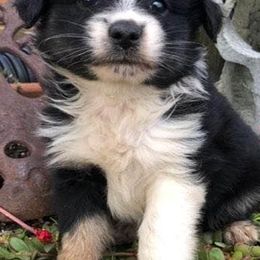 Miniature Australian Shepherds from Tarlton Farm