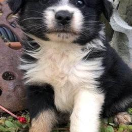 Miniature Australian Shepherds from Tarlton Farm