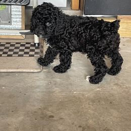 Cockapoo Puppies from Misha’s Miracles