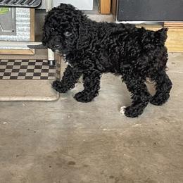 Cockapoo Puppies from Misha’s Miracles