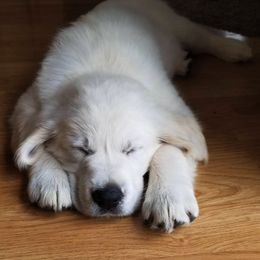 Golden Retriever Puppies from Montana Mist Golden Retrievers English Cream
