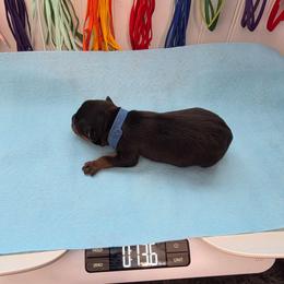 Blue boy - Black and mahogany male Rottweiler puppy in Lebanon, Oregon from SOUTH SANTIAM ROTTWEILERS