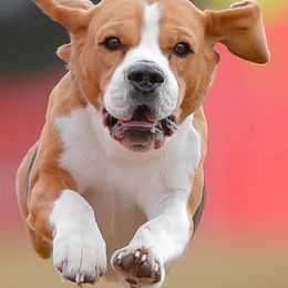 Beagles from White Gloves Beagles