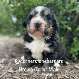 Brown Collar - Black rust and white male Bernese Mountain Dog puppy in Flat Rock, Illinois from Corner Stone Bernese Mountain Dogs