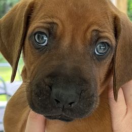 Rhodesian Ridgebacks from Rhodesian Ridgebacks of Greater Chattanooga