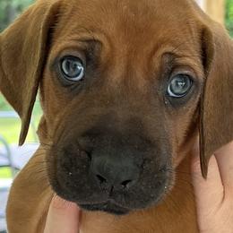 Rhodesian Ridgebacks from Rhodesian Ridgebacks of Greater Chattanooga
