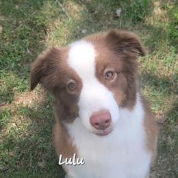 Miniature Australian Shepherd puppies from Cane Creek Aussies
