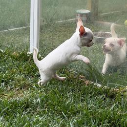 AKC Olaf (delivering from Missouri to Arizona 16-18th) - White male Chihuahua puppy in Seneca, Missouri from Stephanie’s Puppy Colony