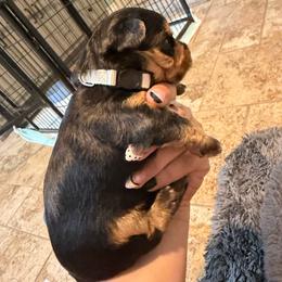 Mama Odie - Black and tan female Yorkshire Terrier puppy in Highland, Arkansas from Gilmore Yorkies