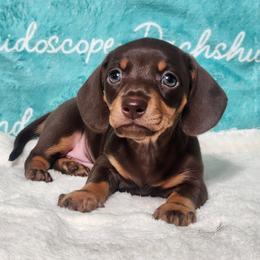 Chimichanga - Chocolate and tan male Dachshund puppy in Mount Sherman, Kentucky from Kaleidoscope Dachshunds and Whippets