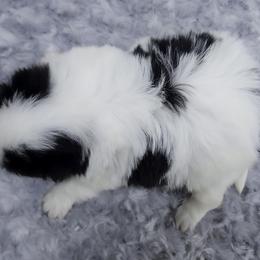 Girl 1 - Black and white female Japanese Chin puppy in Johnson City, Tennessee from Erin & Friends Japanese Chin