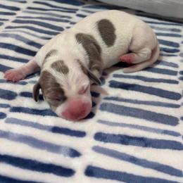 Blue Tan Piebald Male - Piebald male Dachshund puppy in Summerville, South Carolina from Funk's Four-Legged Friends