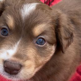 Jasper - Red tri Miniature Australian Shepherd puppy in Newaygo County, Michigan from Blue Skye's Miniature Australian Shepherds