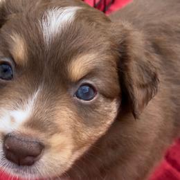 Jasper - Red tri Miniature Australian Shepherd puppy in Newaygo County, Michigan from Blue Skye's Miniature Australian Shepherds