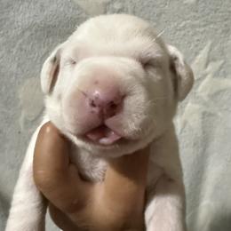 Wallie - White and black male Dalmatian puppy in Hastings, Florida from Love My Spotty Dalmatians