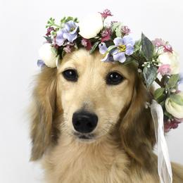 Lyra - Dachshund