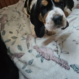 Basset Hound Puppies from Marvel-ous baby basset hounds