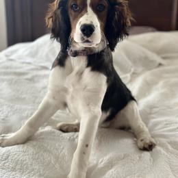 English Springer Spaniel Puppies from Butterfield Trail Springer Spaniels