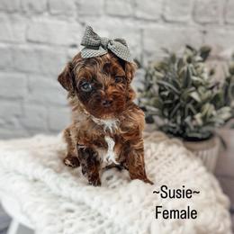 Susie - Phantom female Poodle puppy in Portage, Utah from Pugsley Poodles