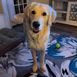 Golden Retriever Puppies from Rose n’ Thistle Farm