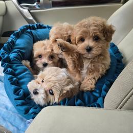 Meadow - Apricot female Maltipoo puppy in Washington from Mt.BakerPoodles&Doodles