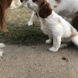 Cavalier King Charles Spaniel Puppies from Christina’s Cavaliers