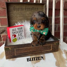 Blitzen - Merle male Cavapoo puppy in Herriman, Utah from Gypsi Doodles & Poodles LLC.