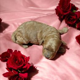 Bingo - Red female Cockapoo puppy in Sparta, Missouri from Sis' Doodles & Poodles