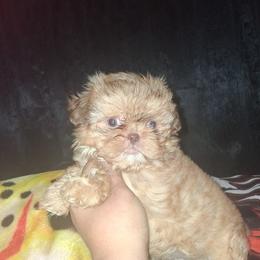 Joey - Liver male Shih Tzu puppy in Birmingham, Alabama from K&D kennels