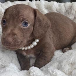 Wren - Chocolate and tan female Dachshund puppy in Wallingford, Kentucky from Hensley Homestead Dachshunds