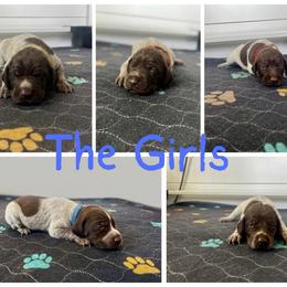 Girl 5 - Liver roan female German Shorthaired Pointer puppy in Payneville, Kentucky from Roan Point Kennel