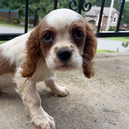 Cavalier King Charles Spaniel and Scottish Terrier Puppies from Guffey's Puppies