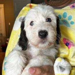 COOKIE - Gray and white female Sheepadoodle puppy in Riverside, California from Downtown Doodles & Frenchies