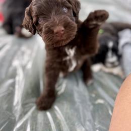 Delta - Orange Collar - Brown and white female Portuguese Water Dog puppy in Colorado Springs, Colorado from Melissa's Portuguese Water Dogs