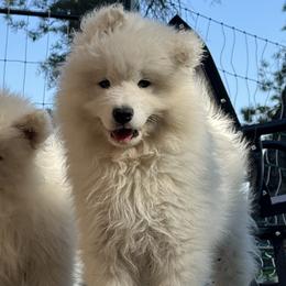 Poe - White male Samoyed puppy in Nampa, Idaho from Long Run Samoyeds