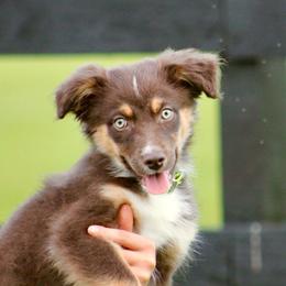 Avocado - Red tri-color male Australian Shepherd puppy in Springville, Alabama from Cross Creek Aussies