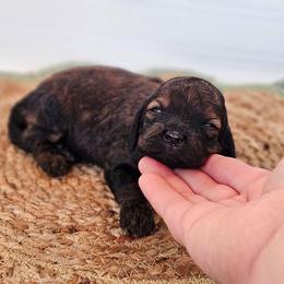 Willow- Female - Sable and white female Cockapoo puppy in Connersville, Indiana from Dessie's Doodles