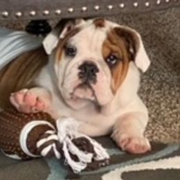 Bulldogs from Luka Brasi Bullies LLC