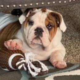 Bulldogs from Luka Brasi Bullies LLC