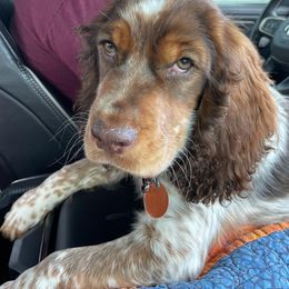 English Springer Spaniel All Grown Up from Eagle Trail Kennels