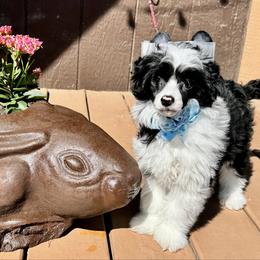 Shrimp - Black and white male Chinese Crested puppy in New Smyrna Beach, Florida from FronkLinn Kennel