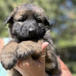 Lili - Sable female German Shepherd puppy in Missoula, Montana from Spartan German Shepherds