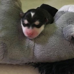 Alaskan Malamute Puppies from Wild Night Alaskan Malamutes