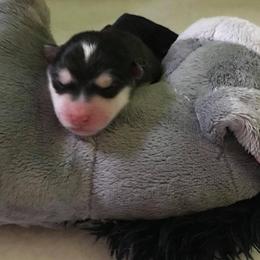 Alaskan Malamute Puppies from Wild Night Alaskan Malamutes