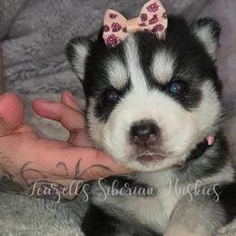 Ellie - Sable and white female Siberian Husky puppy in Richland, Mississippi from Feazell’s Siberian Huskies