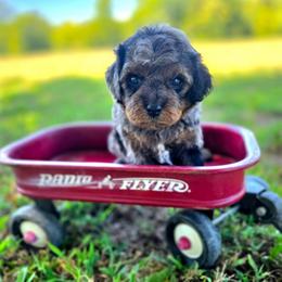 Cayman - male Cavapoochon puppy in Bullard, Texas from Cavapoochon Central LLC