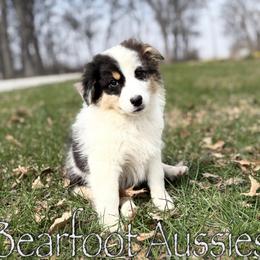 Boy 3 - Blue merle male Australian Shepherd puppy in Lowell, Indiana from Bearfoot Aussies and Tollers